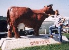 Cow