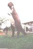 Dino