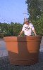 Pot
