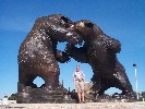 Bears