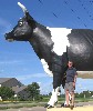 Cow 3