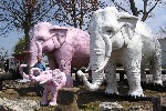 Elephant Family