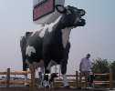 Pendleton Cow