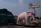 Pink Elephant