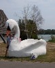 Elk Rapids Swan