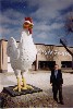 AR 
      Chick